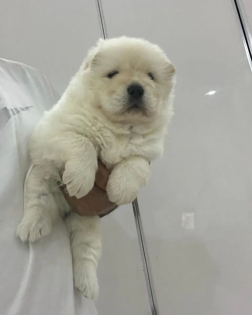 松狮犬（中国狮子）幼崽