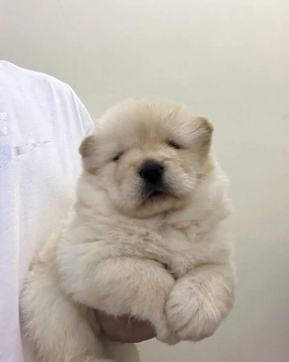 松狮犬（中国狮子）幼崽