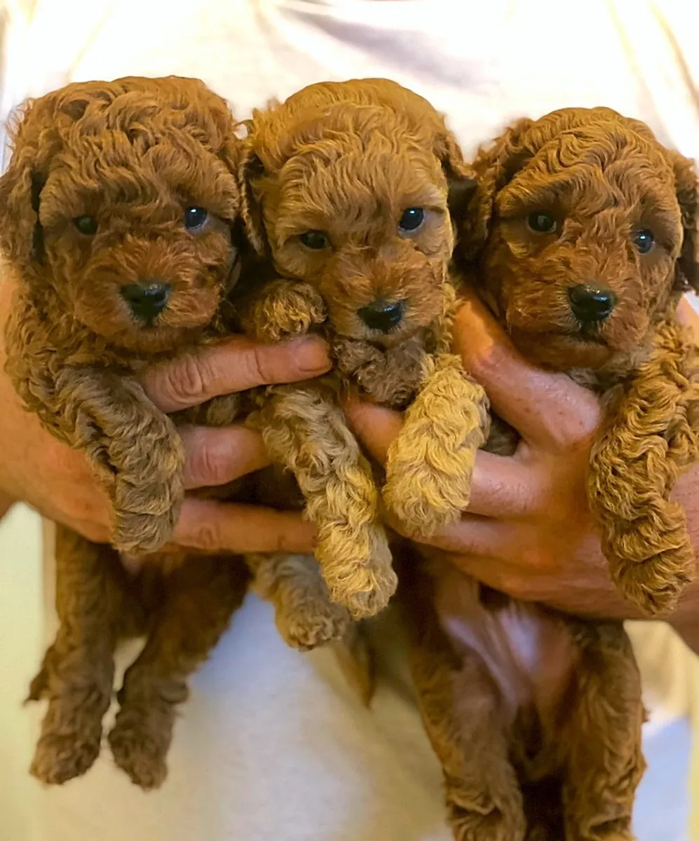 纯种玩具贵宾犬幼犬