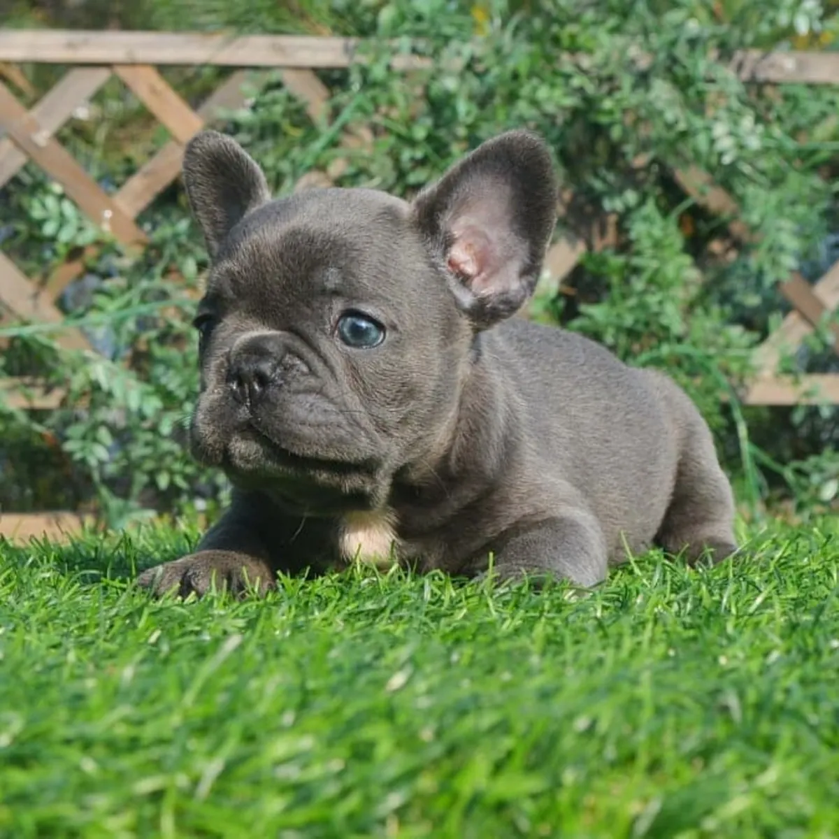 Щенки французского бульдога