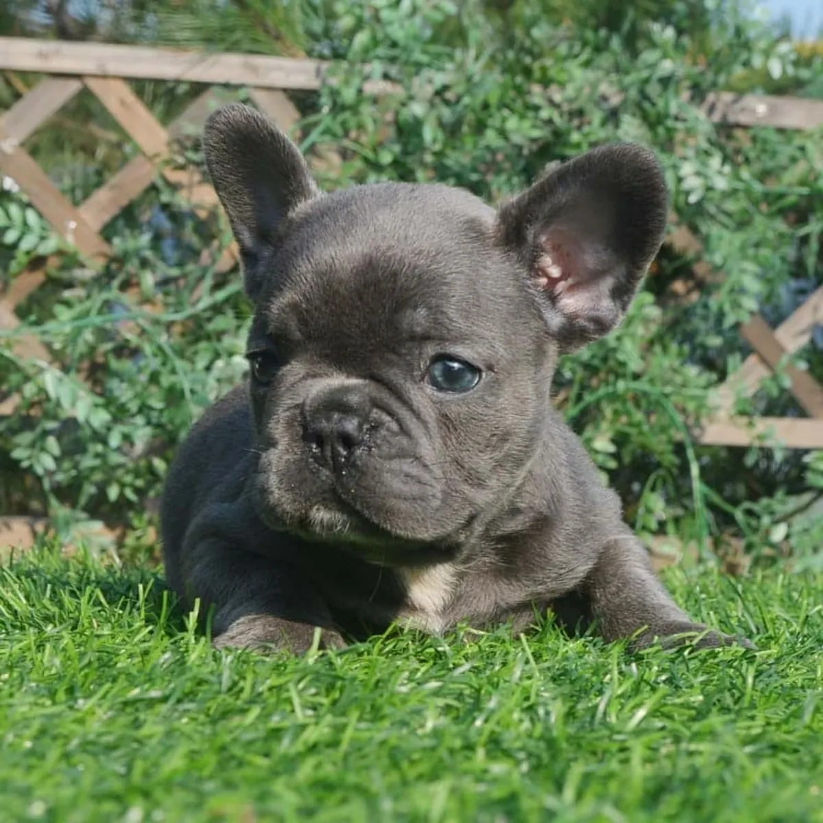 Щенки французского бульдога