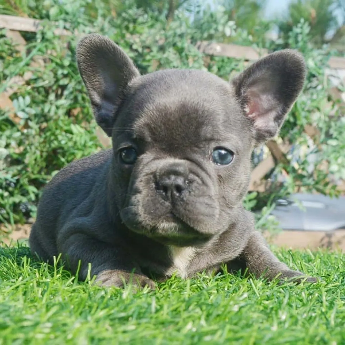 Щенки французского бульдога