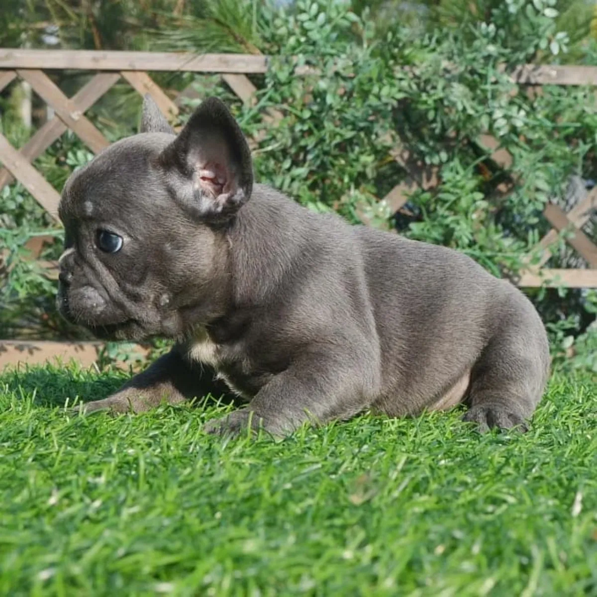 Щенки французского бульдога