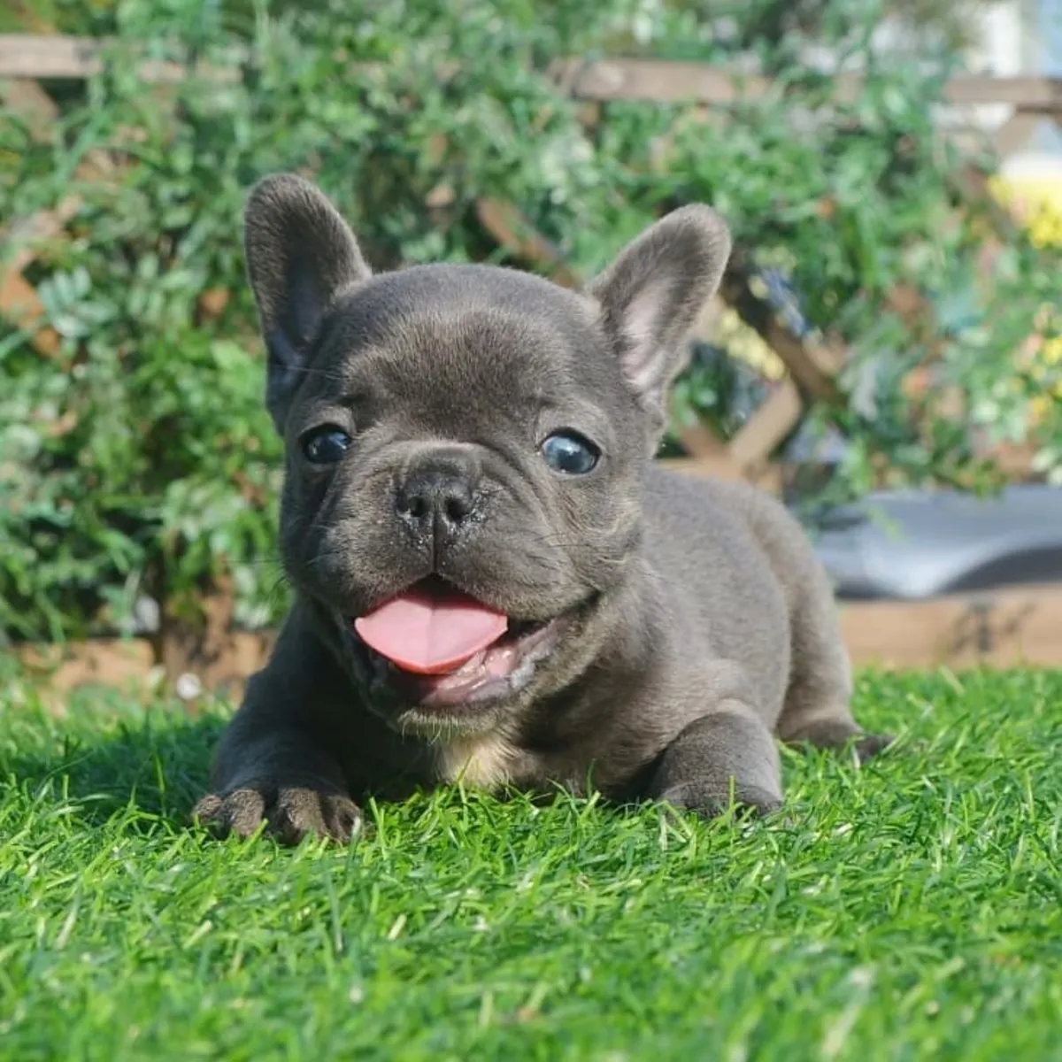 Щенки французского бульдога