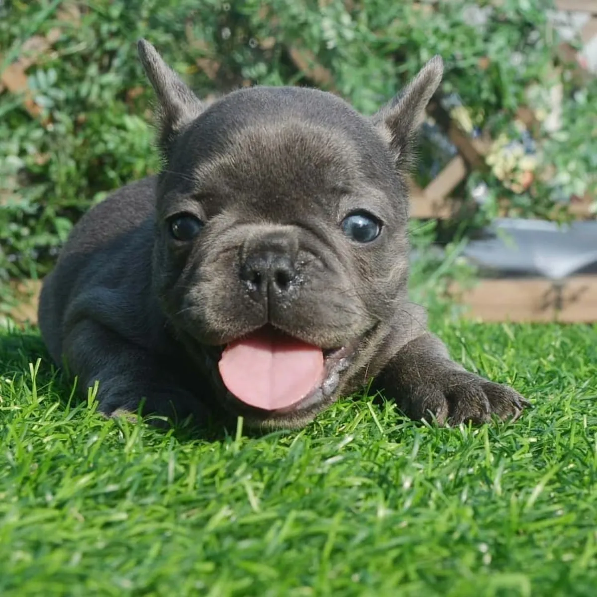 Щенки французского бульдога