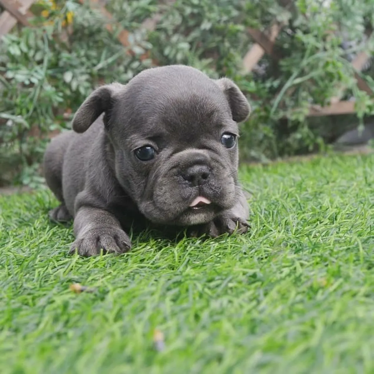 Щенки французского бульдога