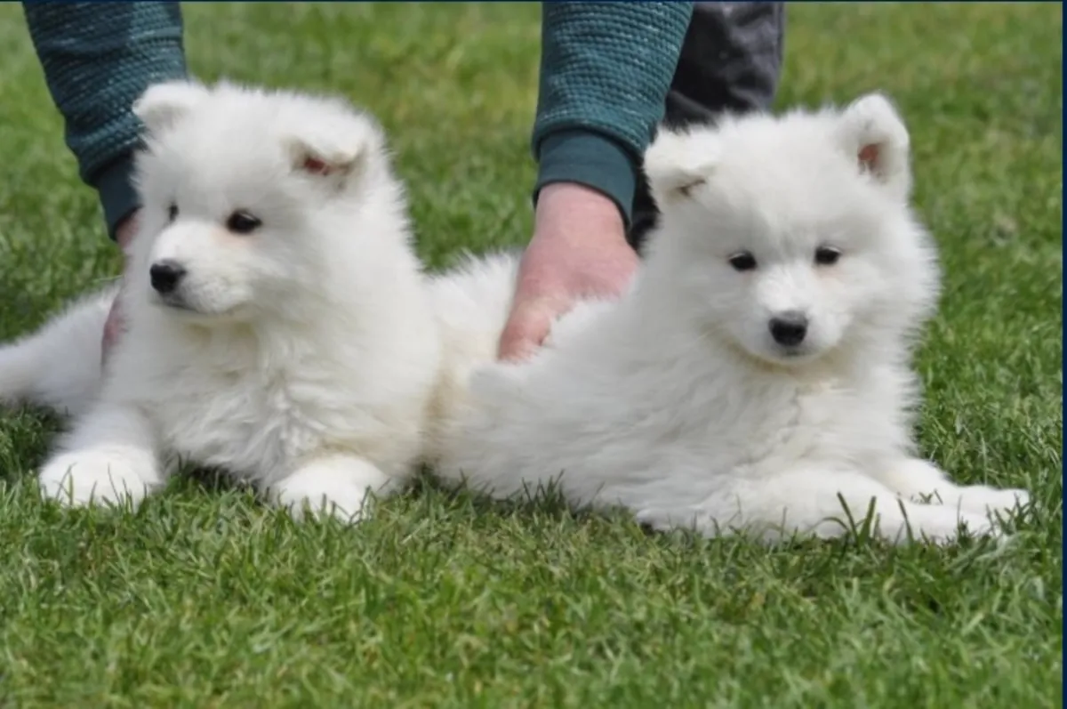 Щенки самоеда