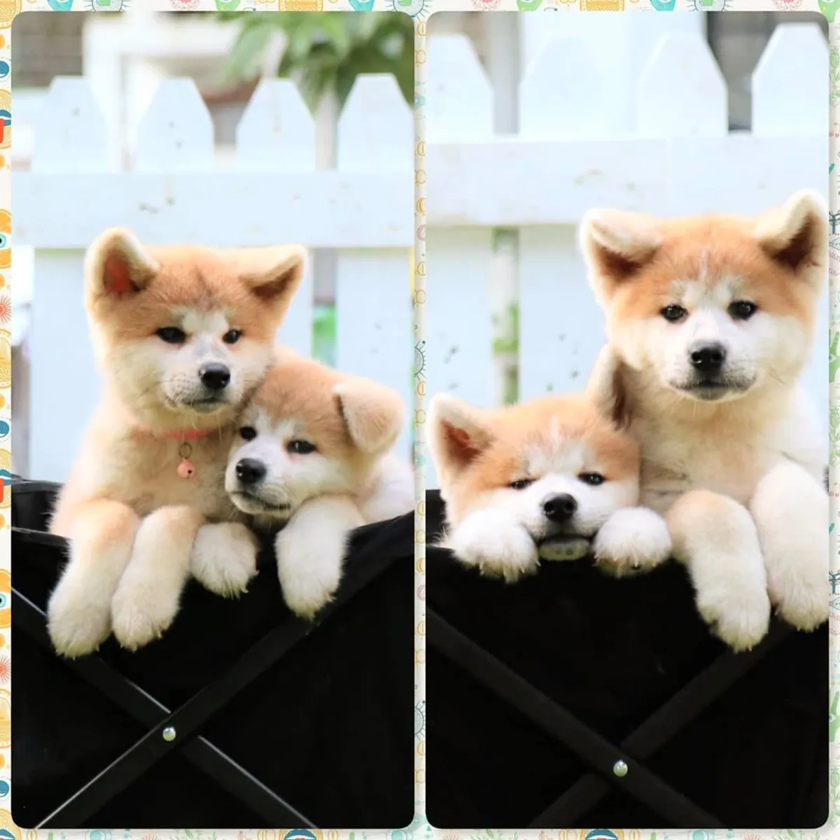 Щенки японской акита-ину