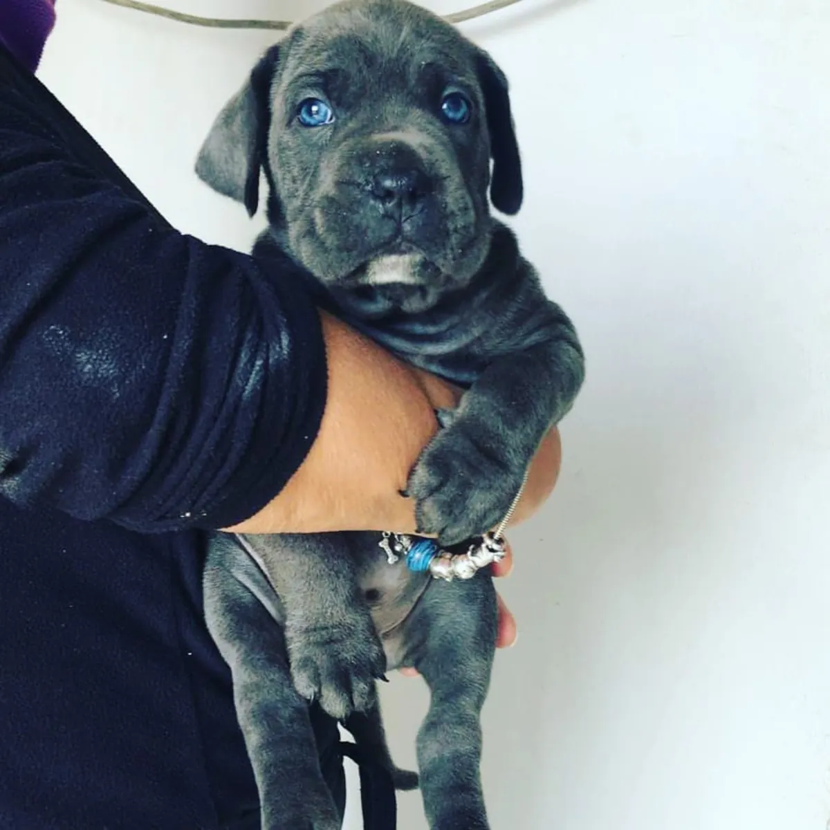 Щенки кане корсо