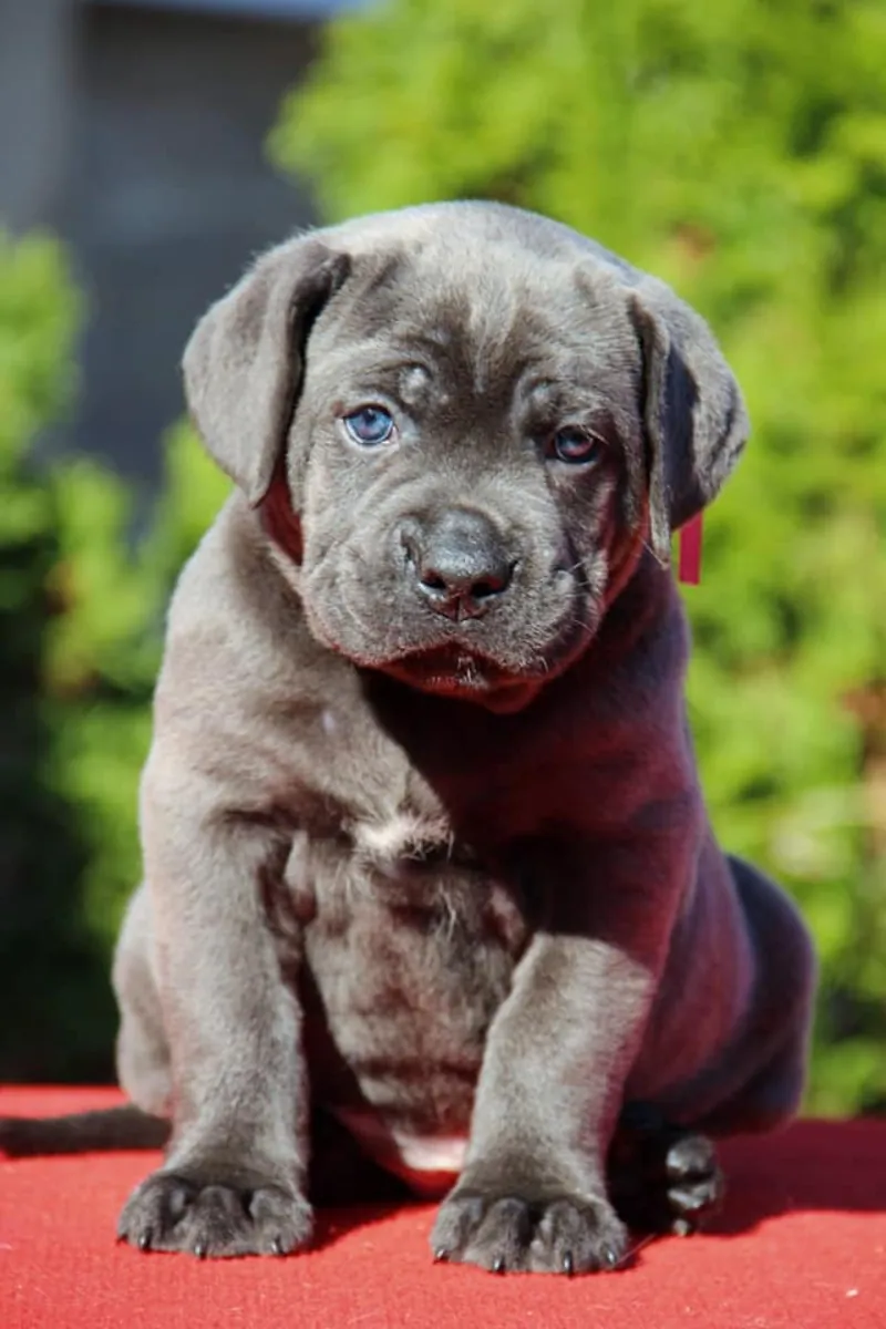 Щенки кане корсо