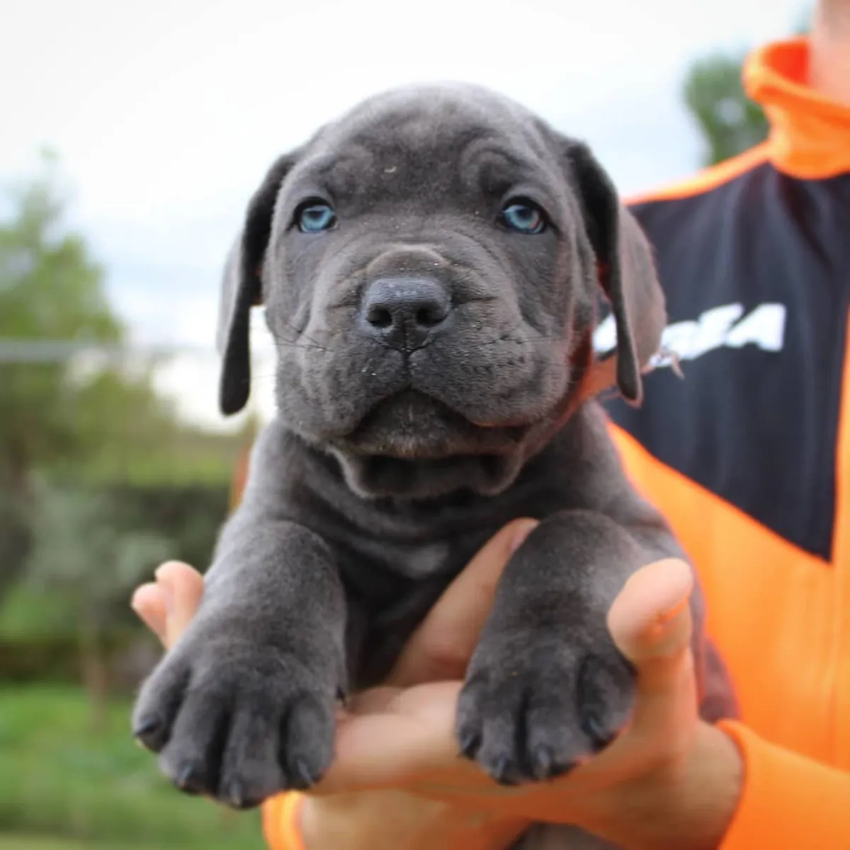 Щенки кане корсо