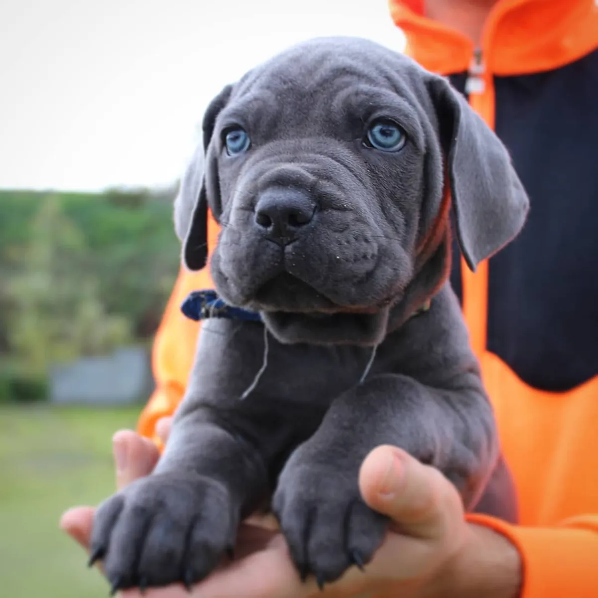 Щенки кане корсо