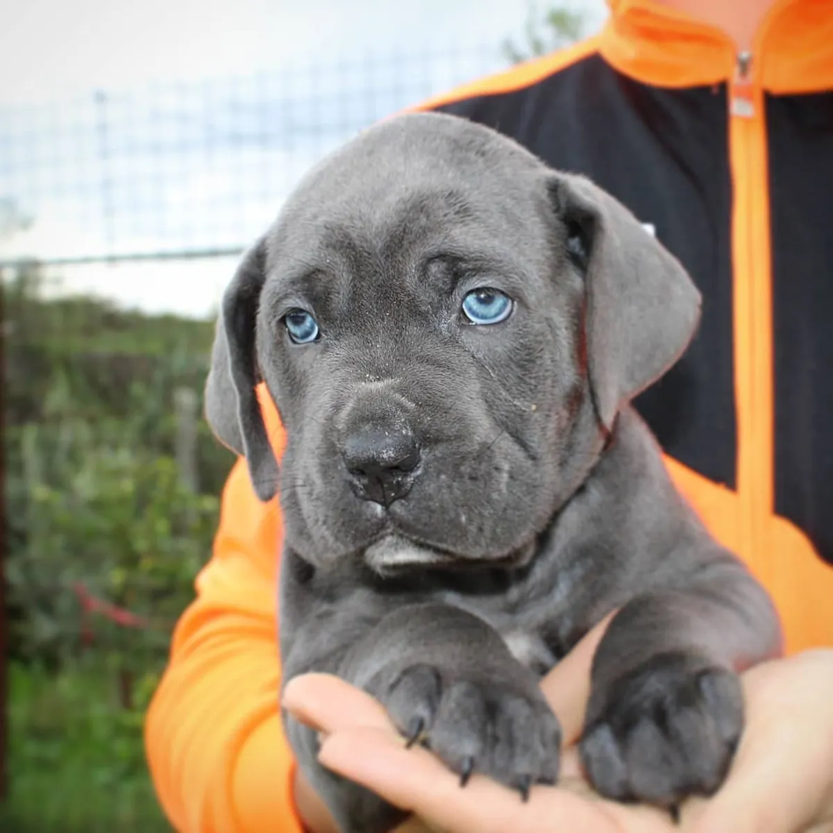 Щенки кане корсо