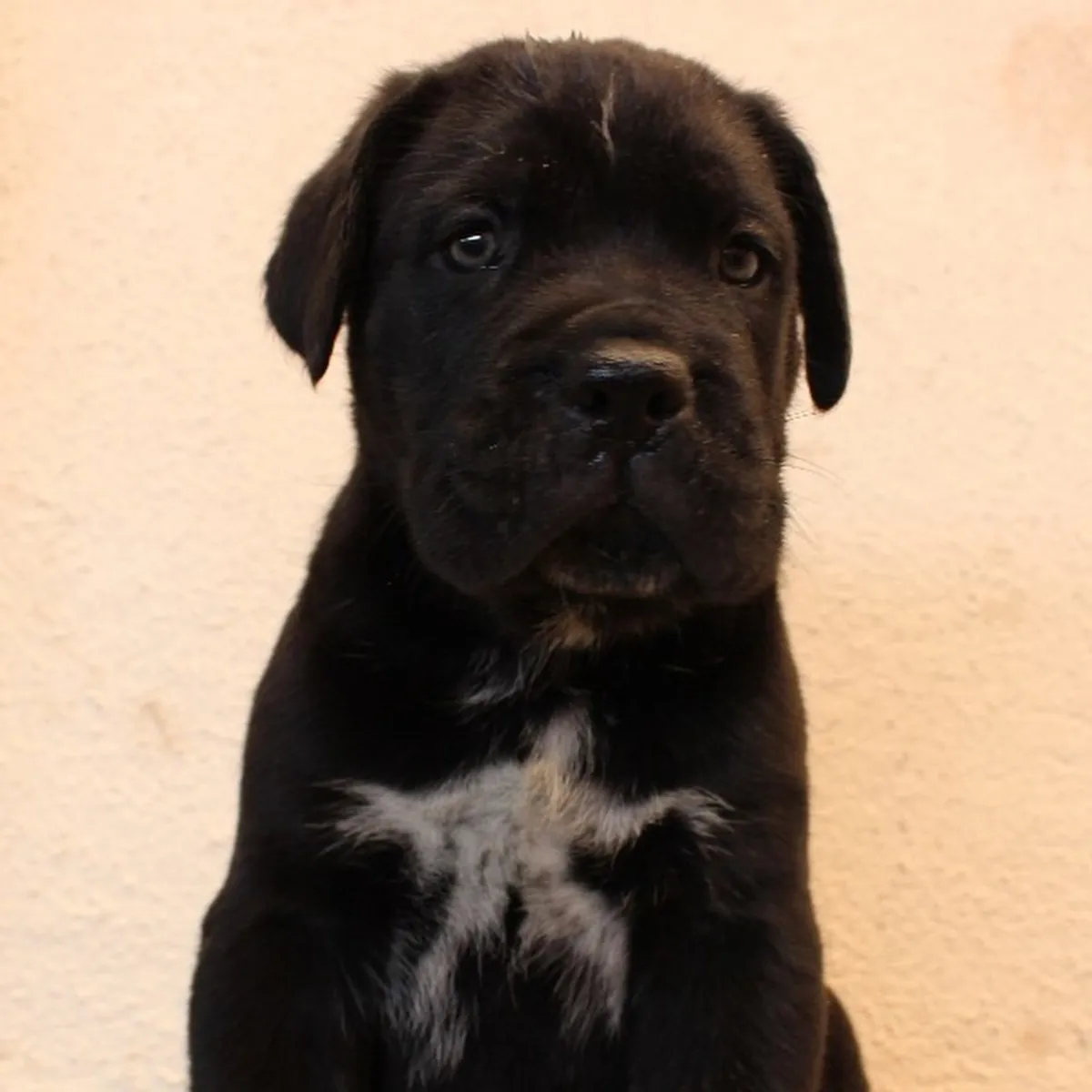 Щенки кане корсо