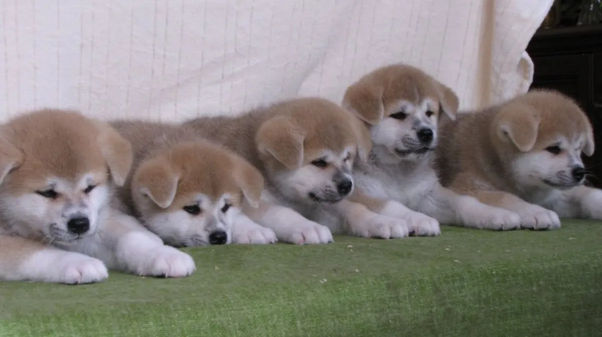 Щенки акита-ину
