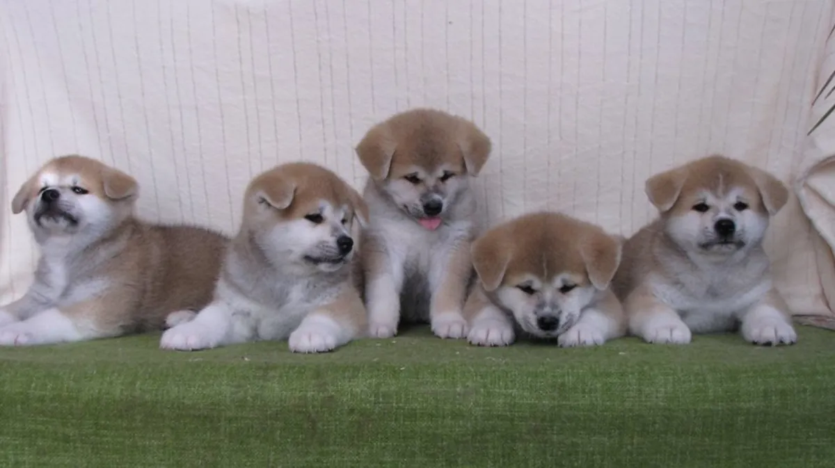 Щенки акита-ину