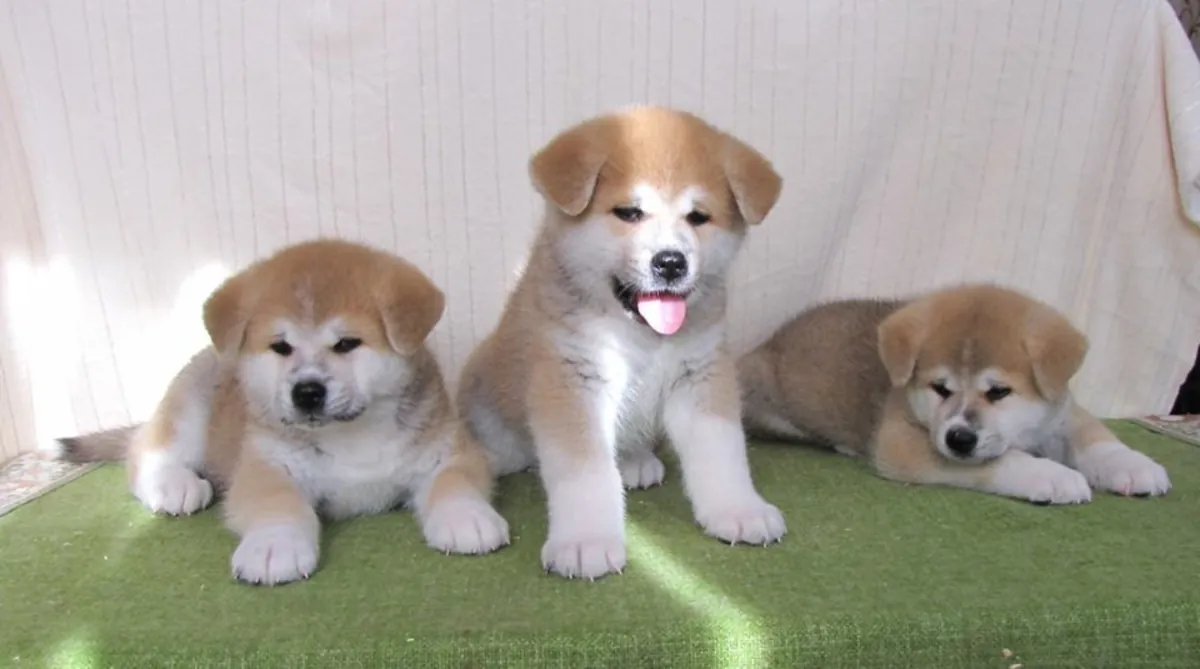 Щенки акита-ину