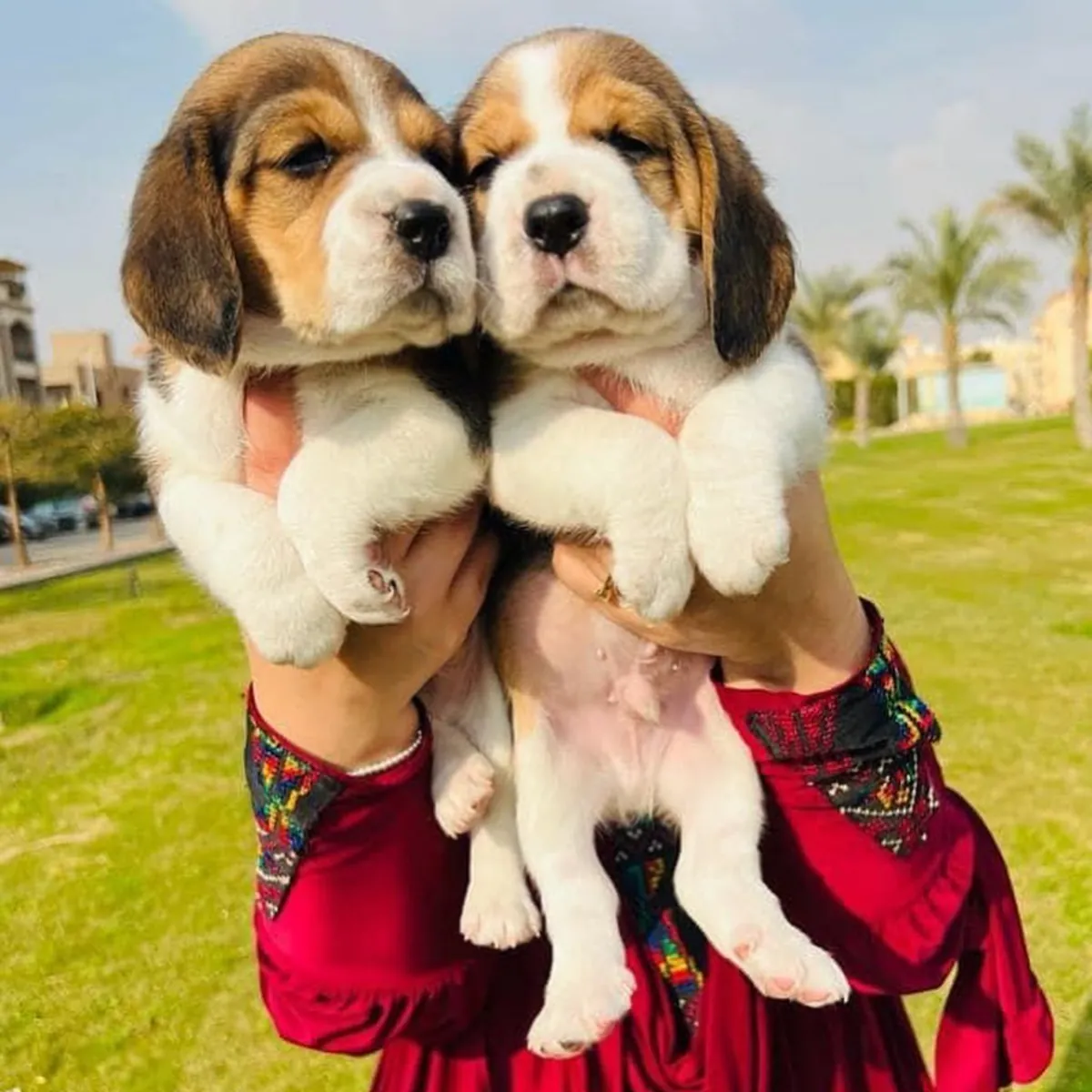 BEAGLE PUPS