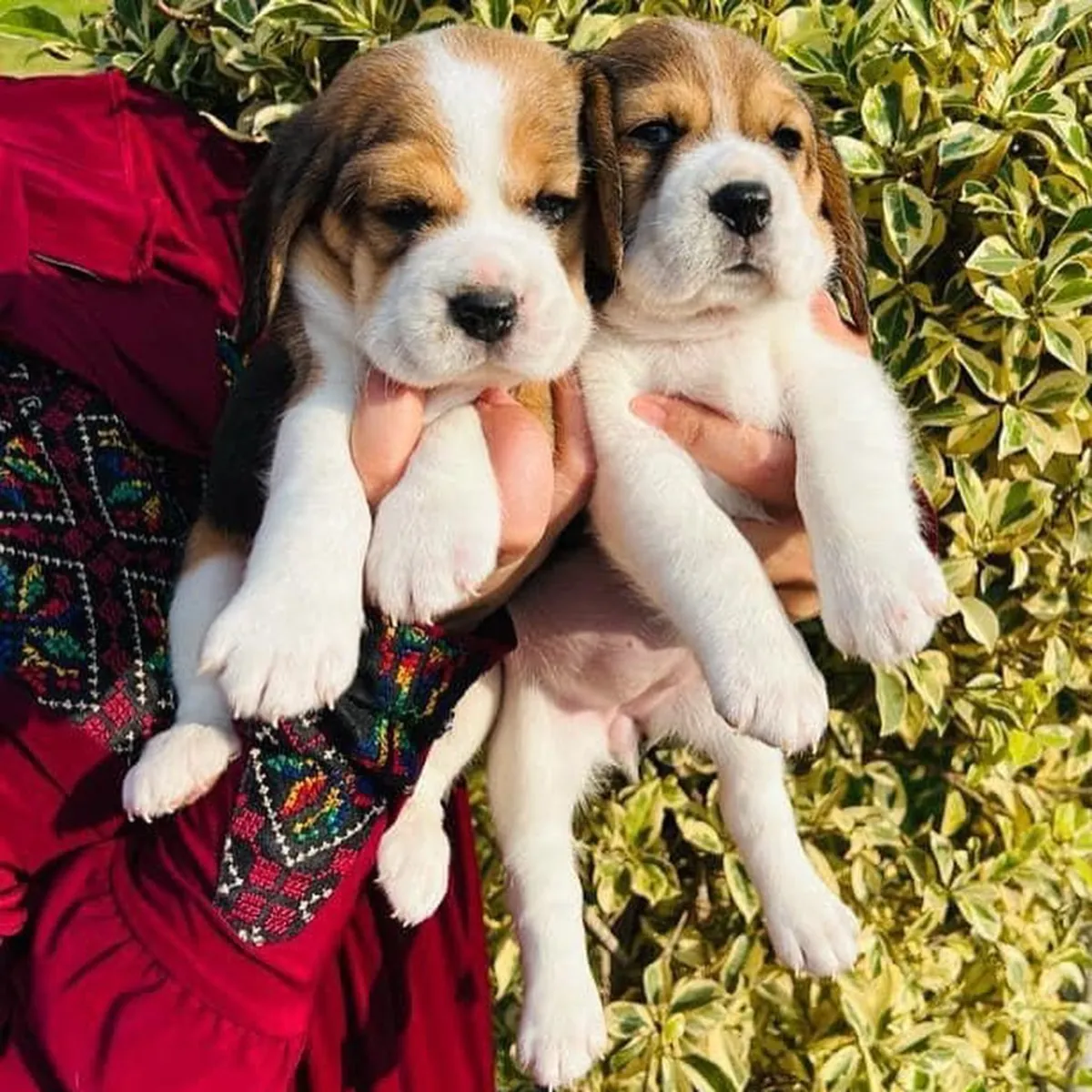 BEAGLE PUPS