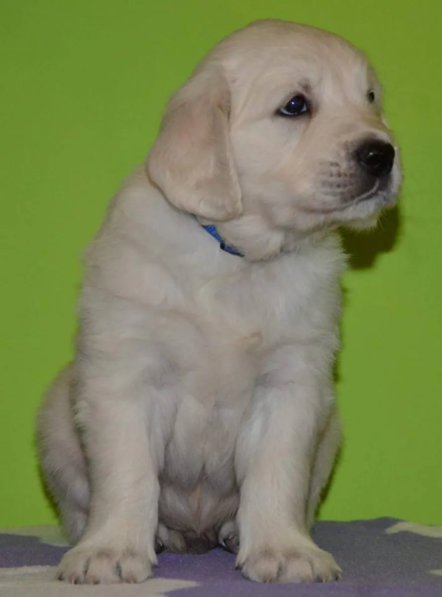 GOLDEN RETRIEVER PUPPIES