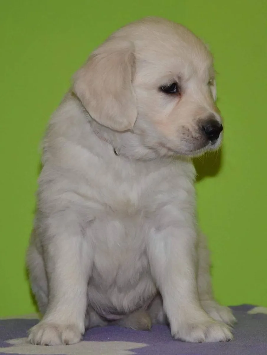 GOLDEN RETRIEVER PUPPIES