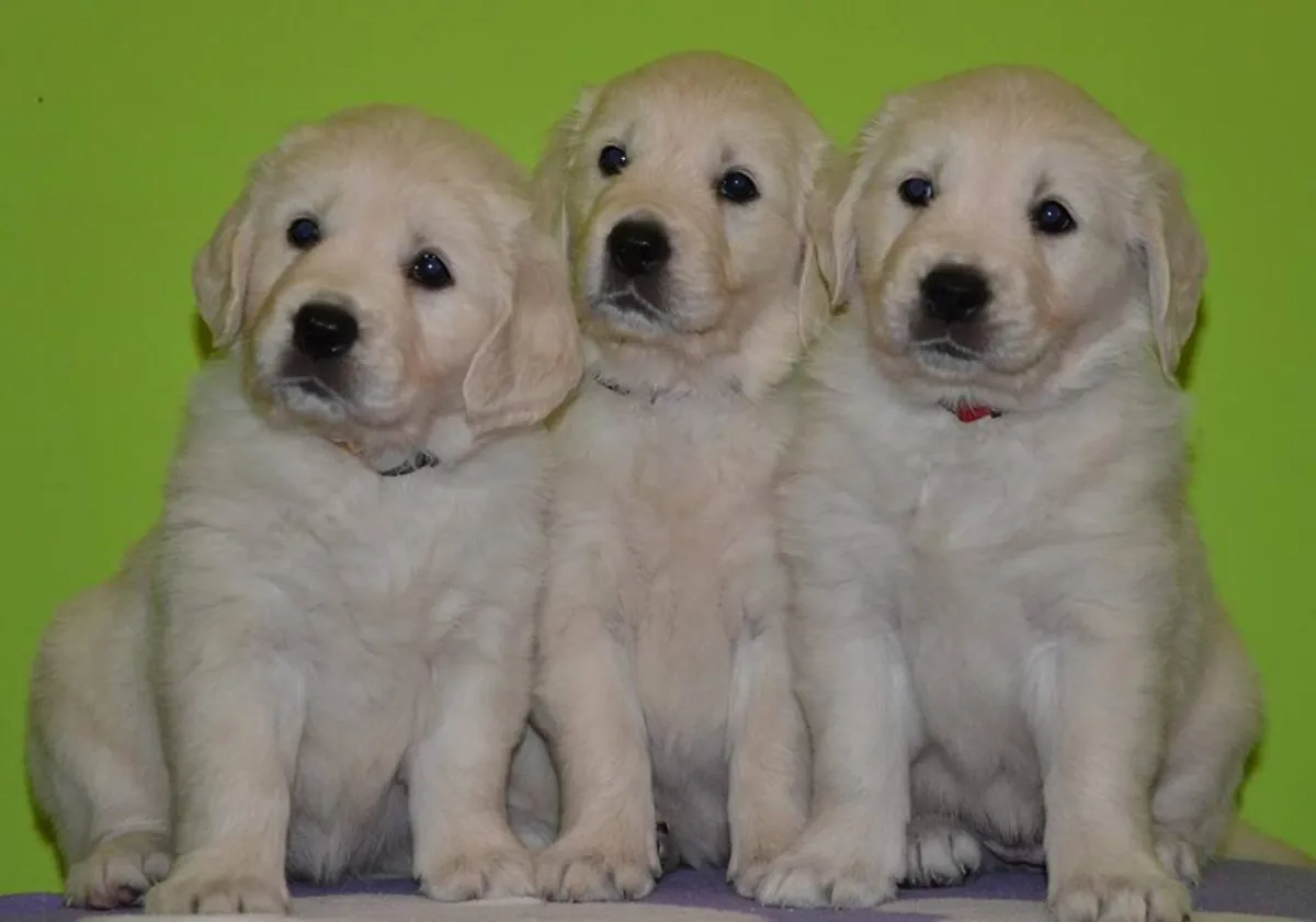 GOLDEN RETRIEVER PUPPIES