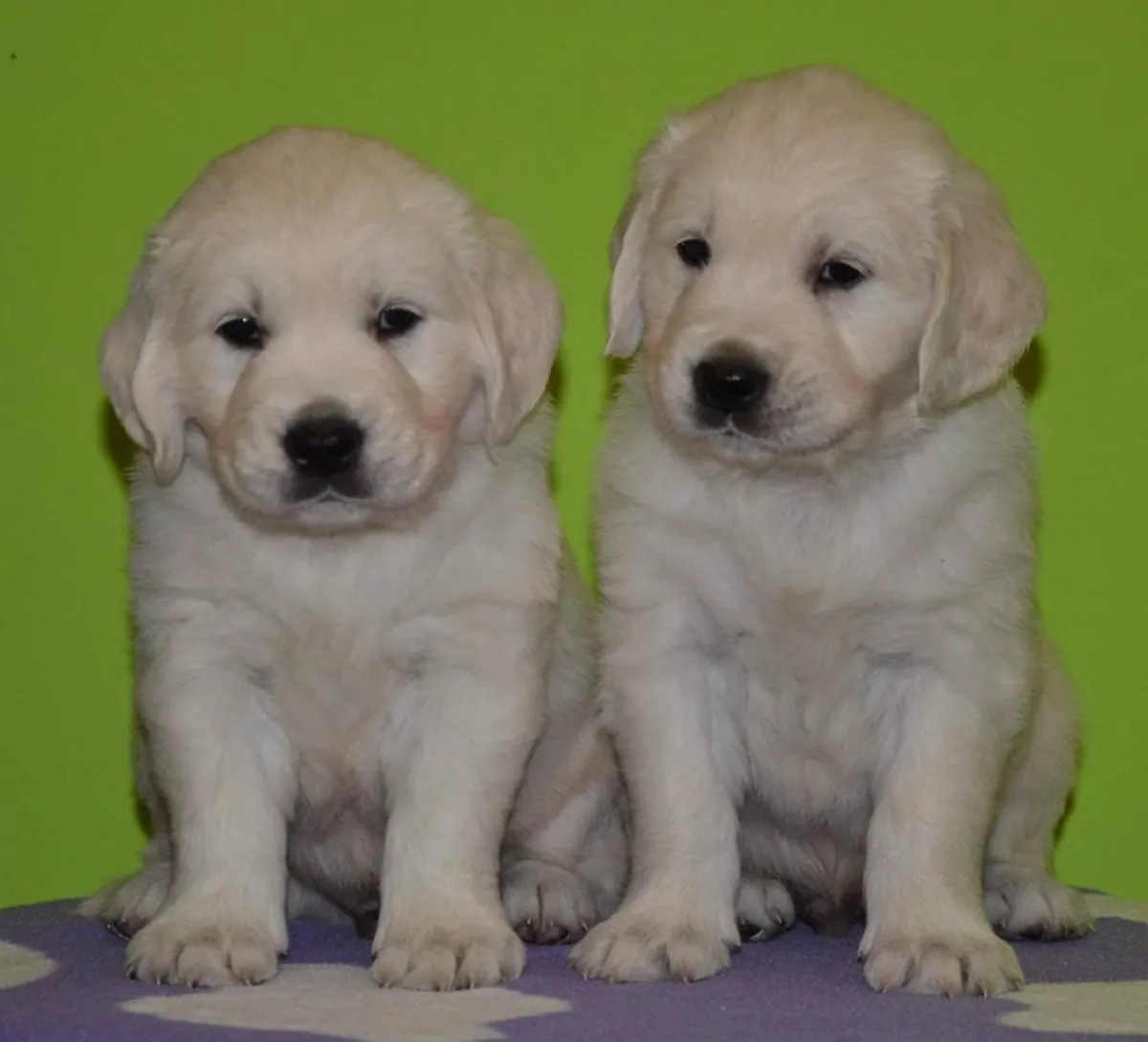 GOLDEN RETRIEVER PUPPIES