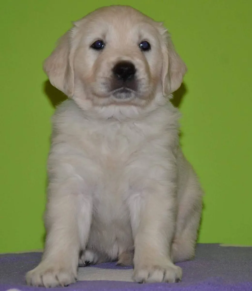GOLDEN RETRIEVER PUPPIES