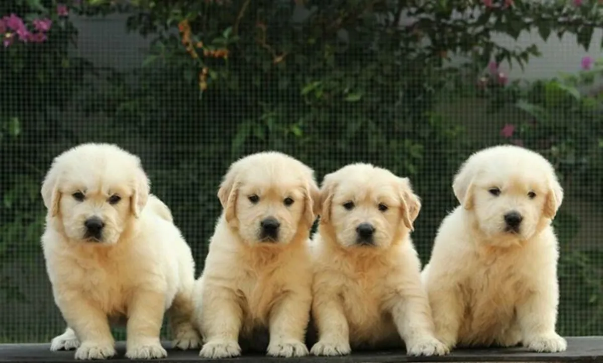 PUREBRED GOLDEN RETRIEVER PUPPIES