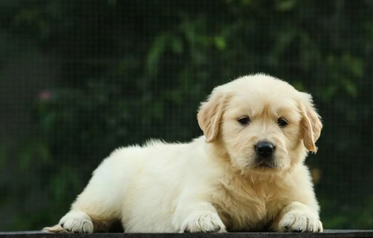 PUREBRED GOLDEN RETRIEVER PUPPIES