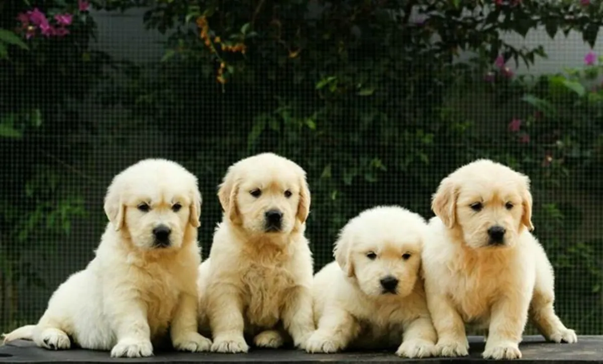 PUREBRED GOLDEN RETRIEVER PUPPIES
