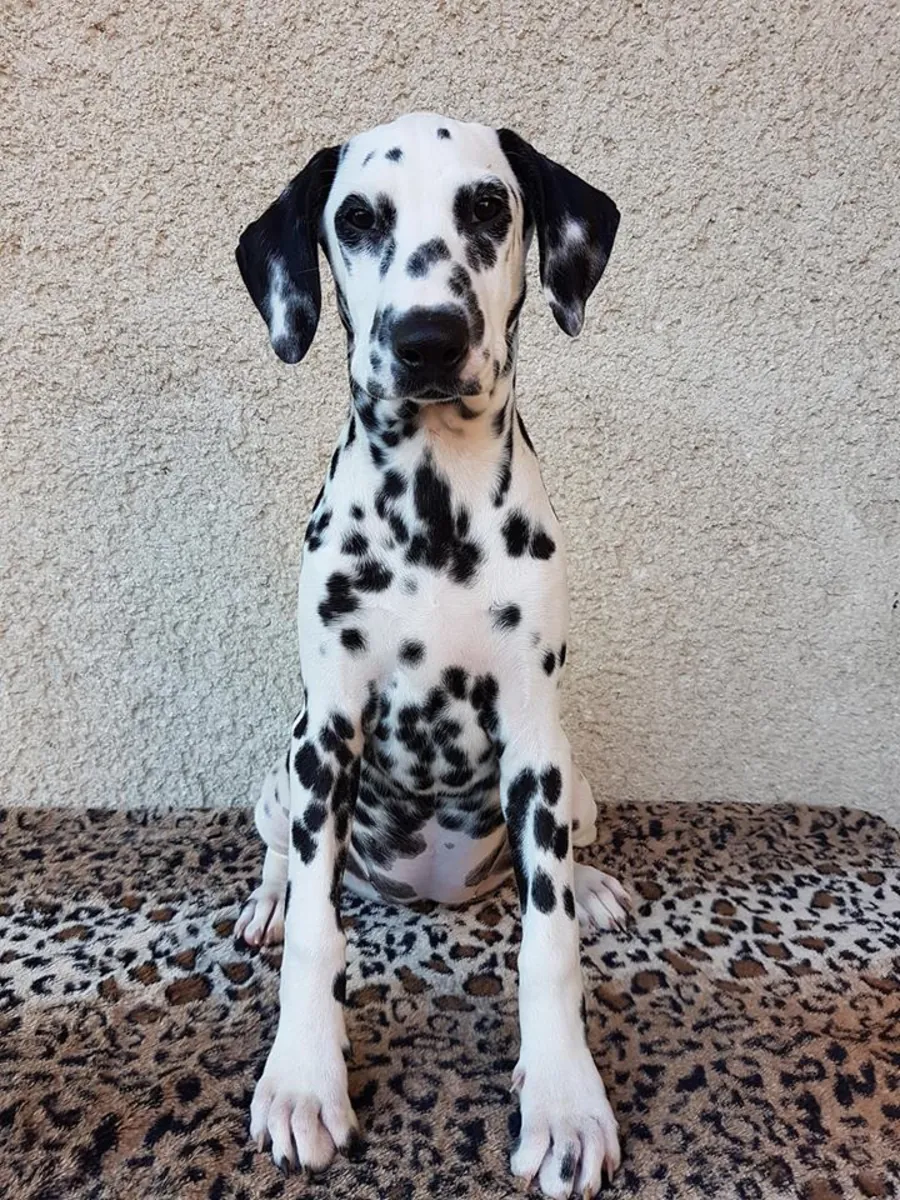 DALMATIAN PUPPIES
