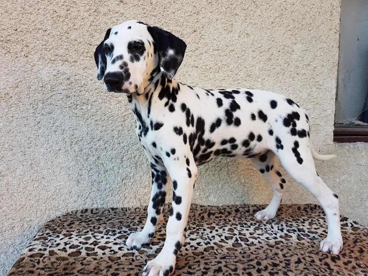 DALMATIAN PUPPIES