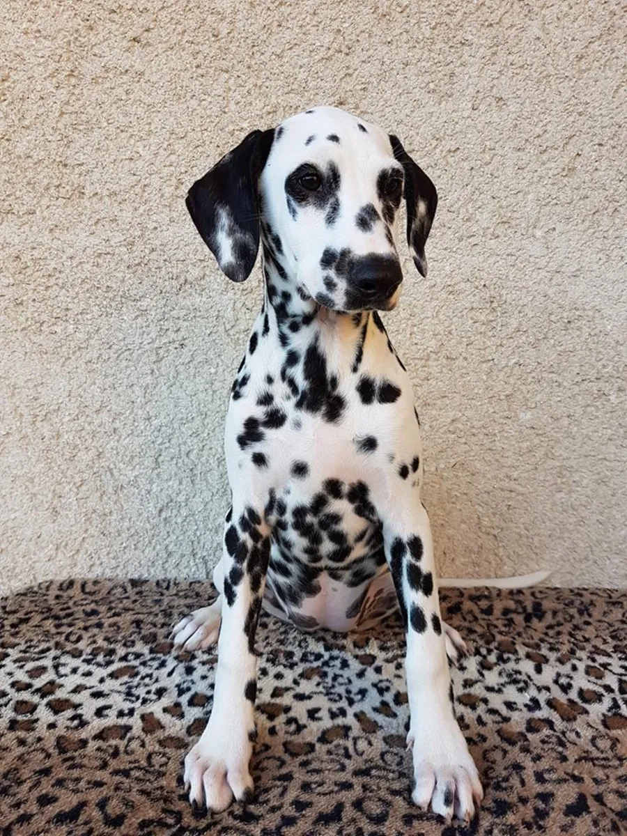 DALMATIAN PUPPIES