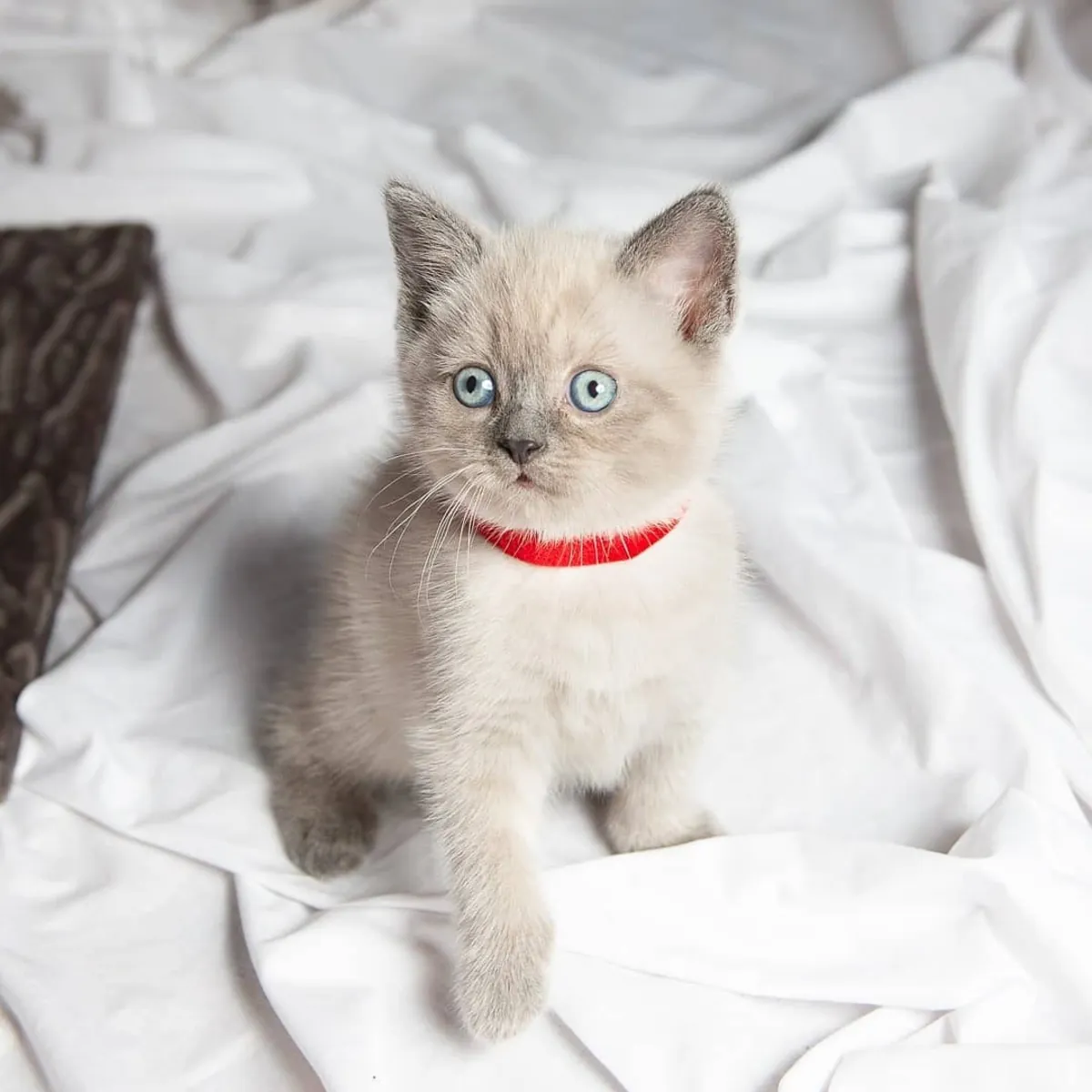 BRITISH SHORTHAIR PUPPIES