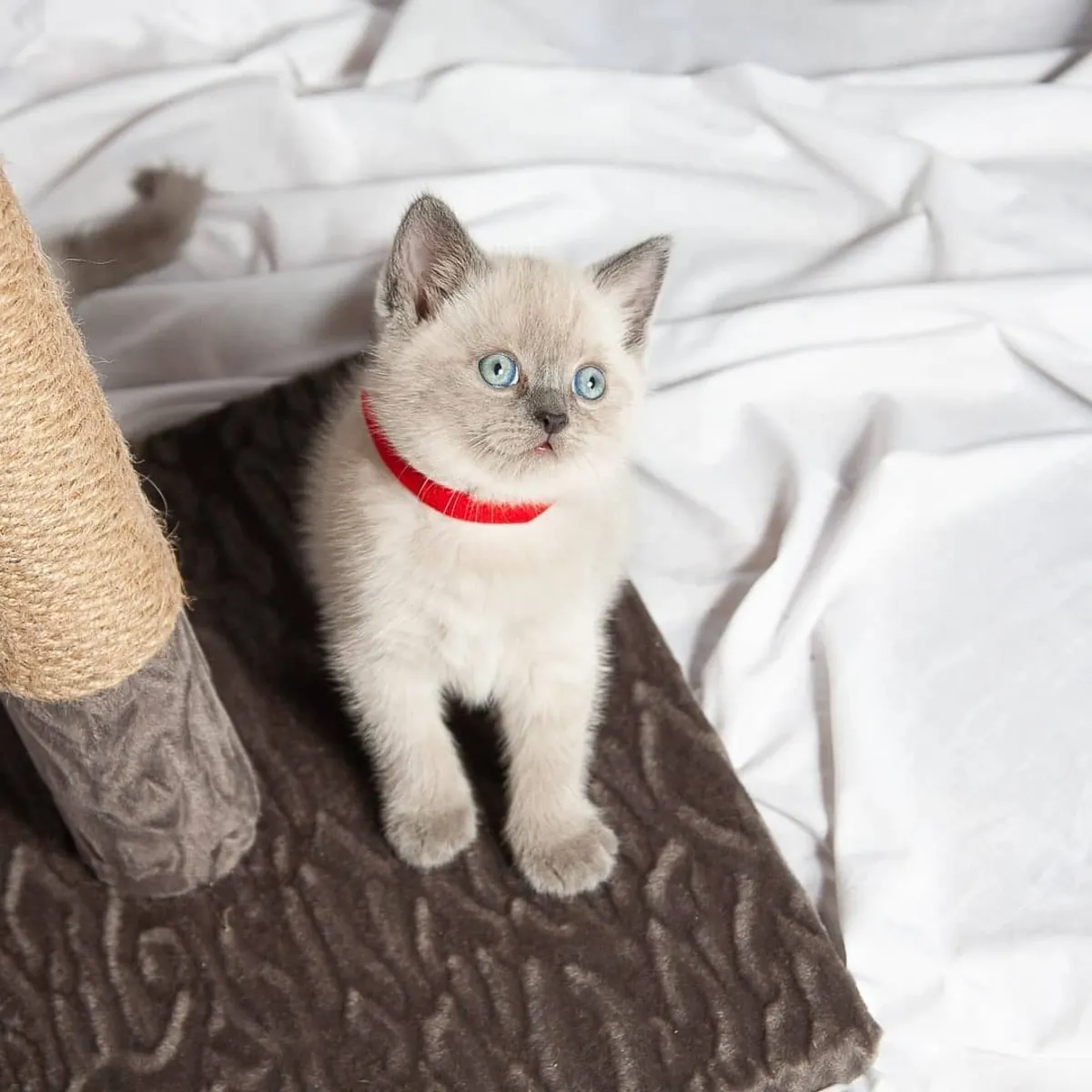 BRITISH SHORTHAIR PUPPIES