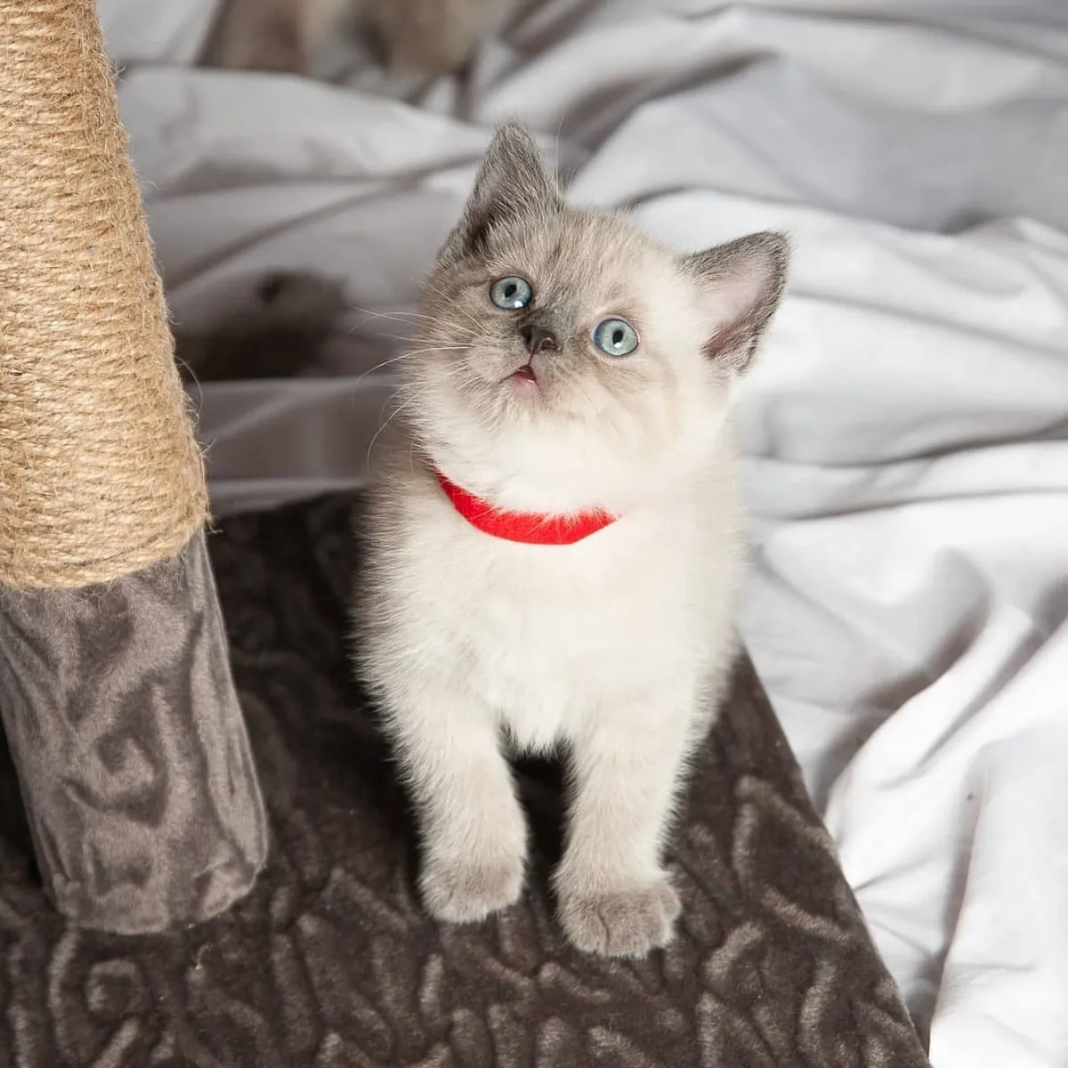 BRITISH SHORTHAIR PUPPIES
