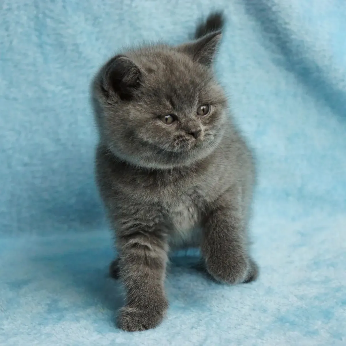 BRITISH SHORTHAIR PUPPIES