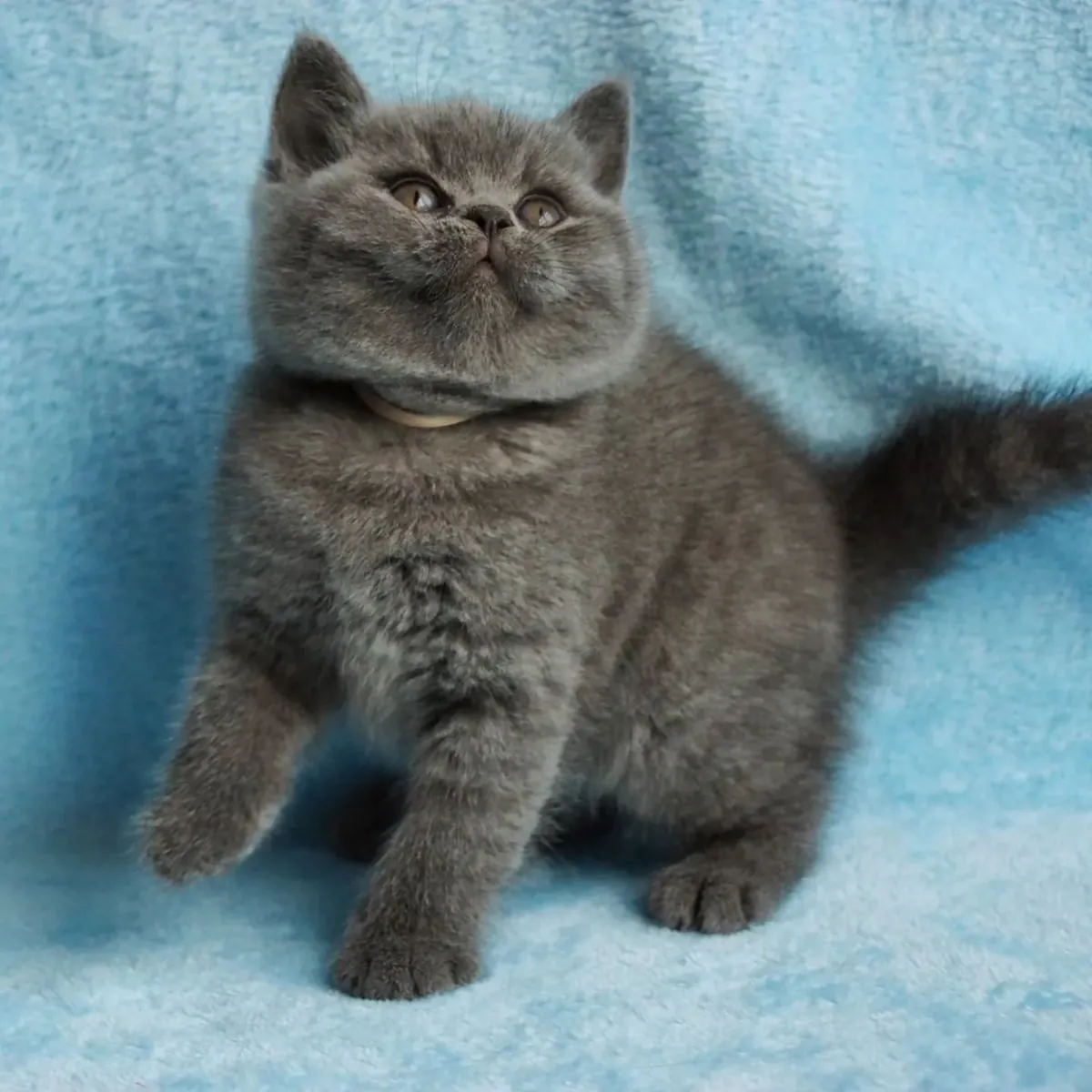 BRITISH SHORTHAIR PUPPIES