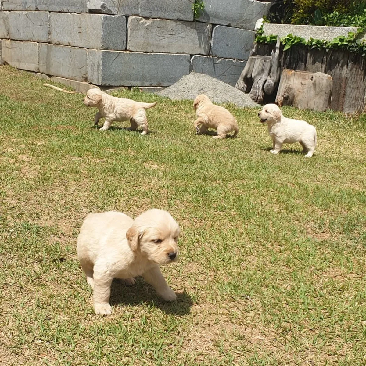 GOLDEN RETRIEVER PUPPIES