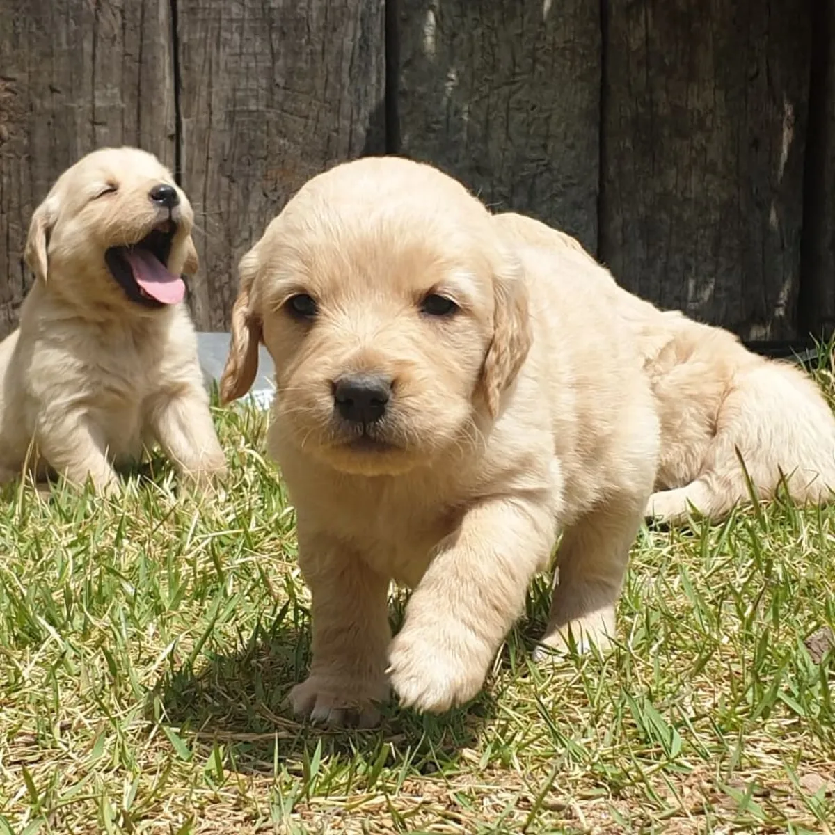 GOLDEN RETRIEVER PUPPIES