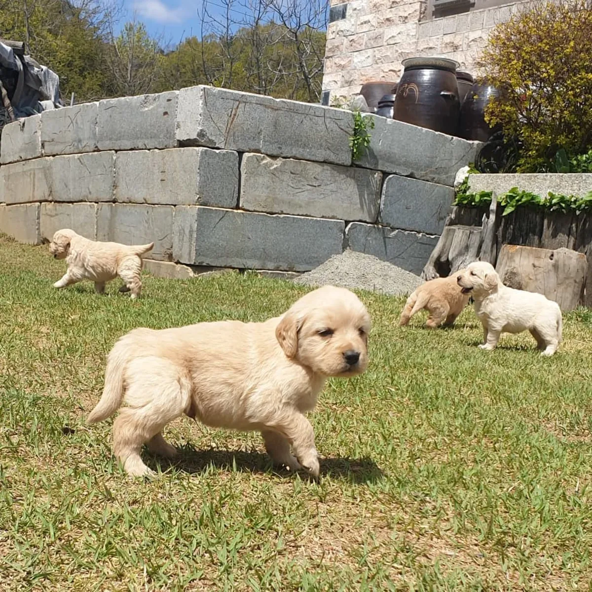 GOLDEN RETRIEVER PUPPIES