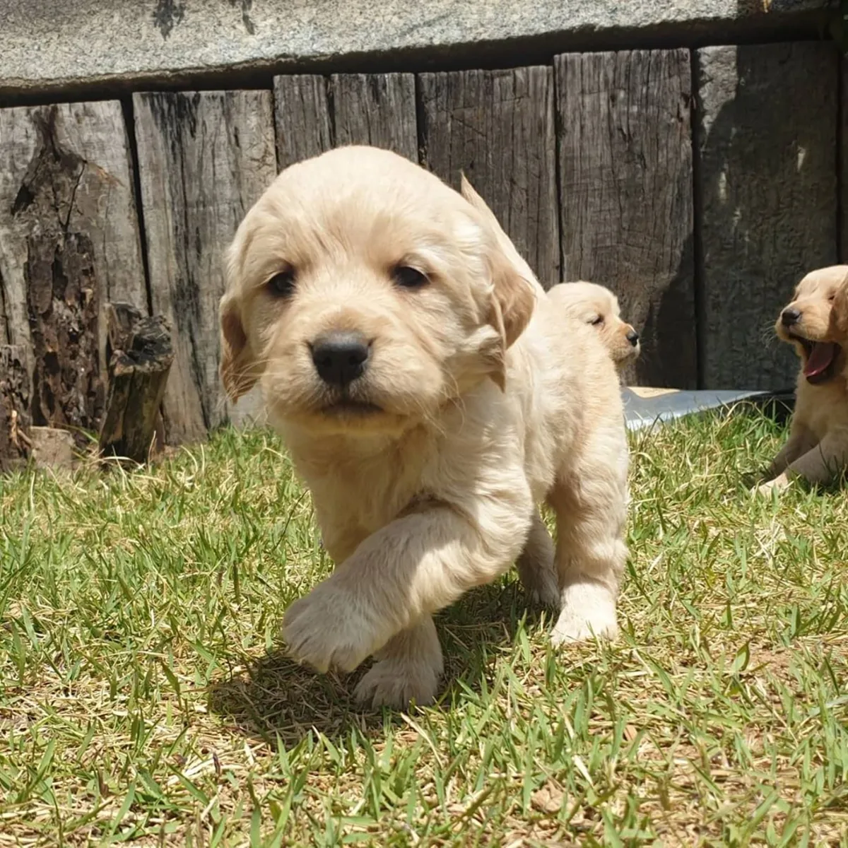GOLDEN RETRIEVER PUPPIES