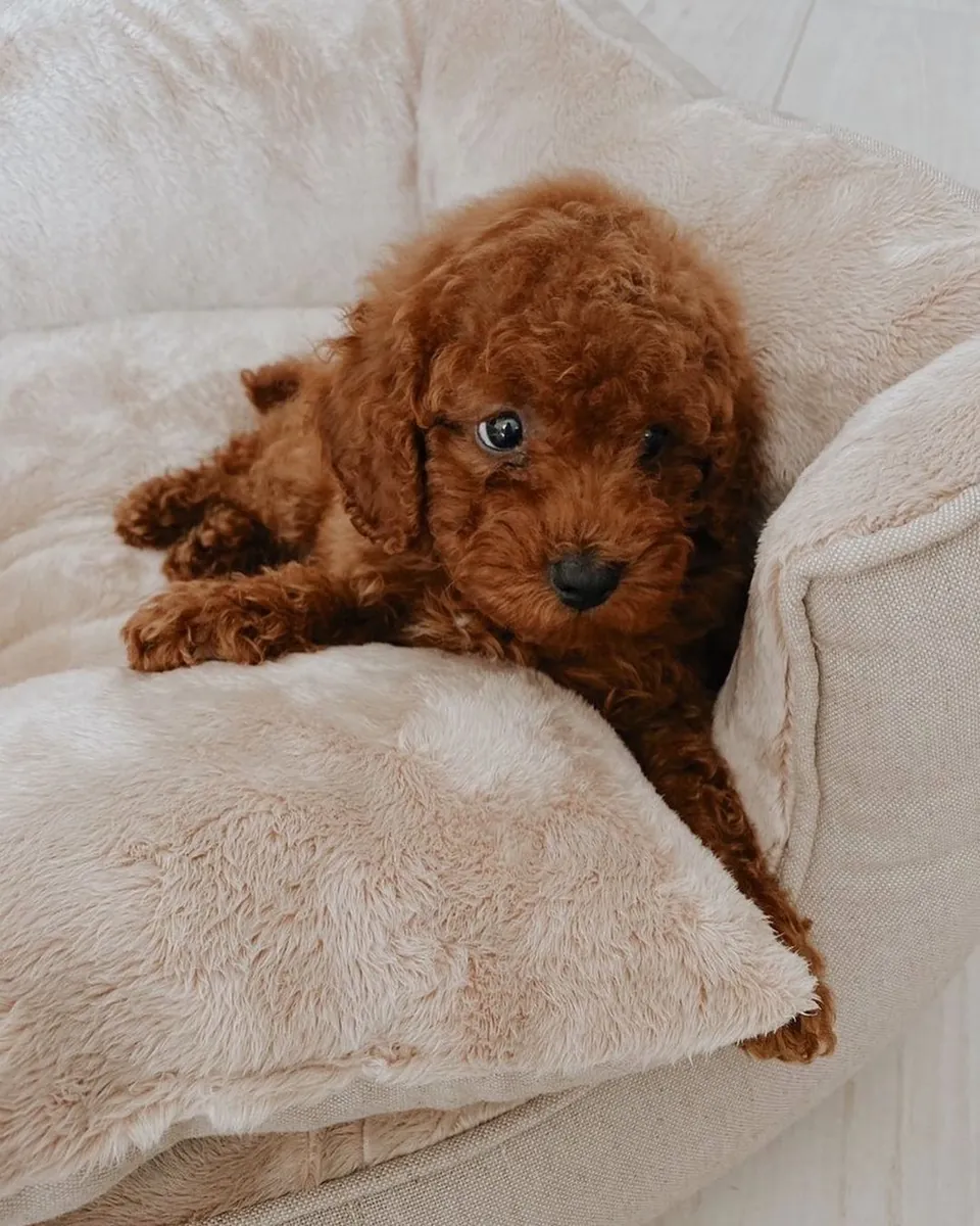 TOY POODLE PUPPIES