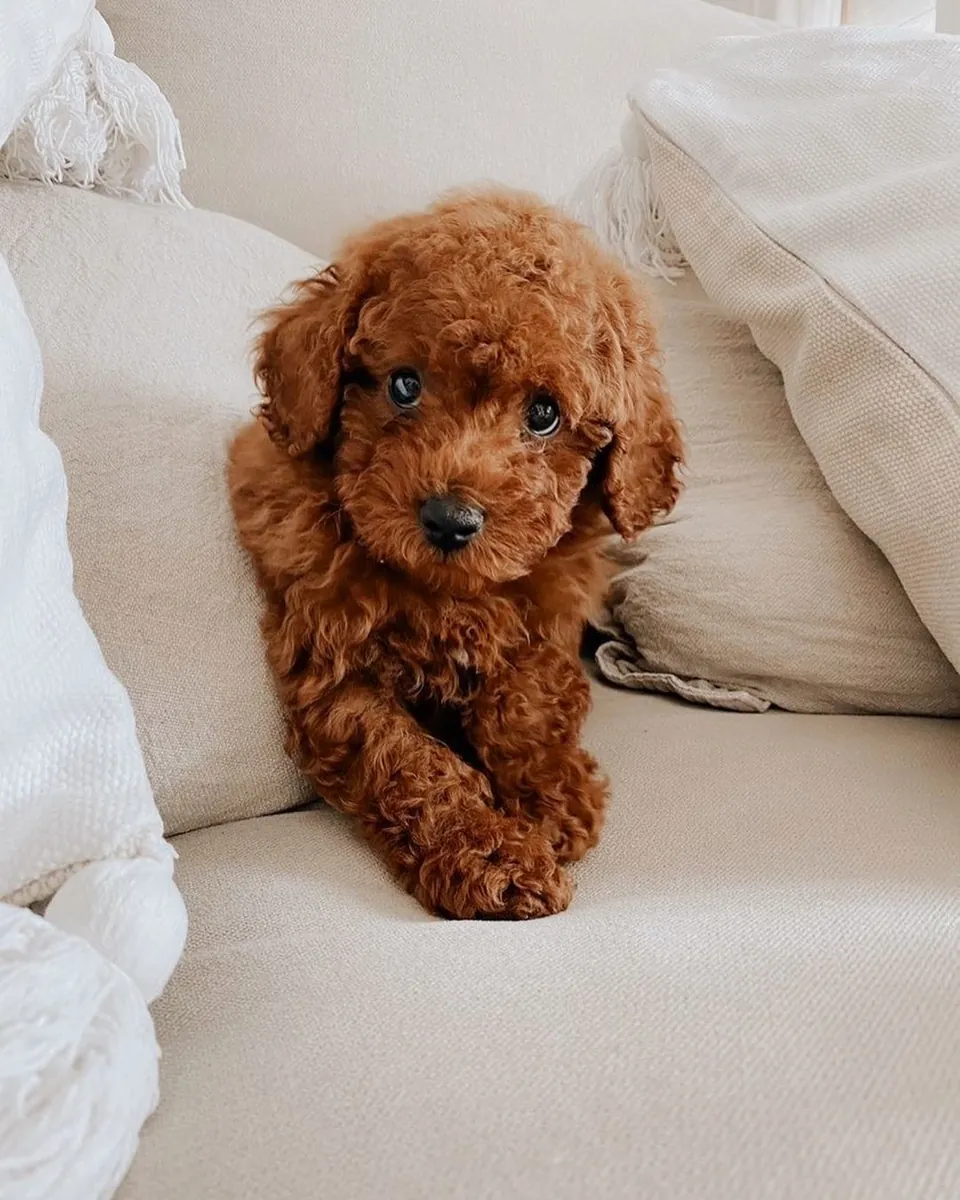 TOY POODLE PUPPIES