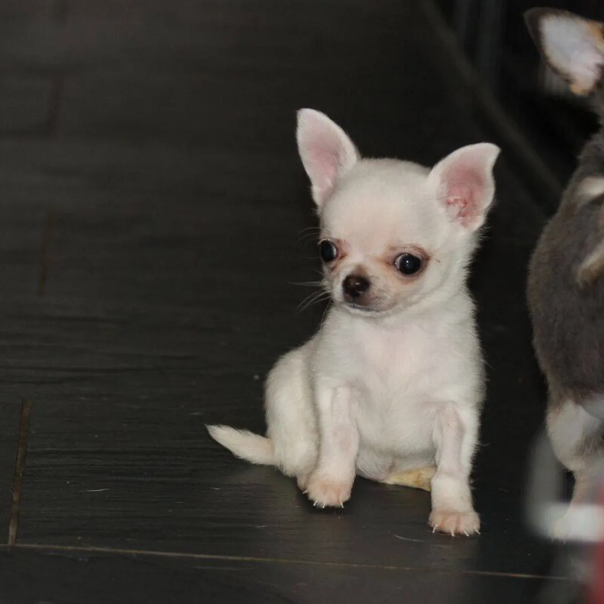 MINI CHIHUAHUA PUPPIES