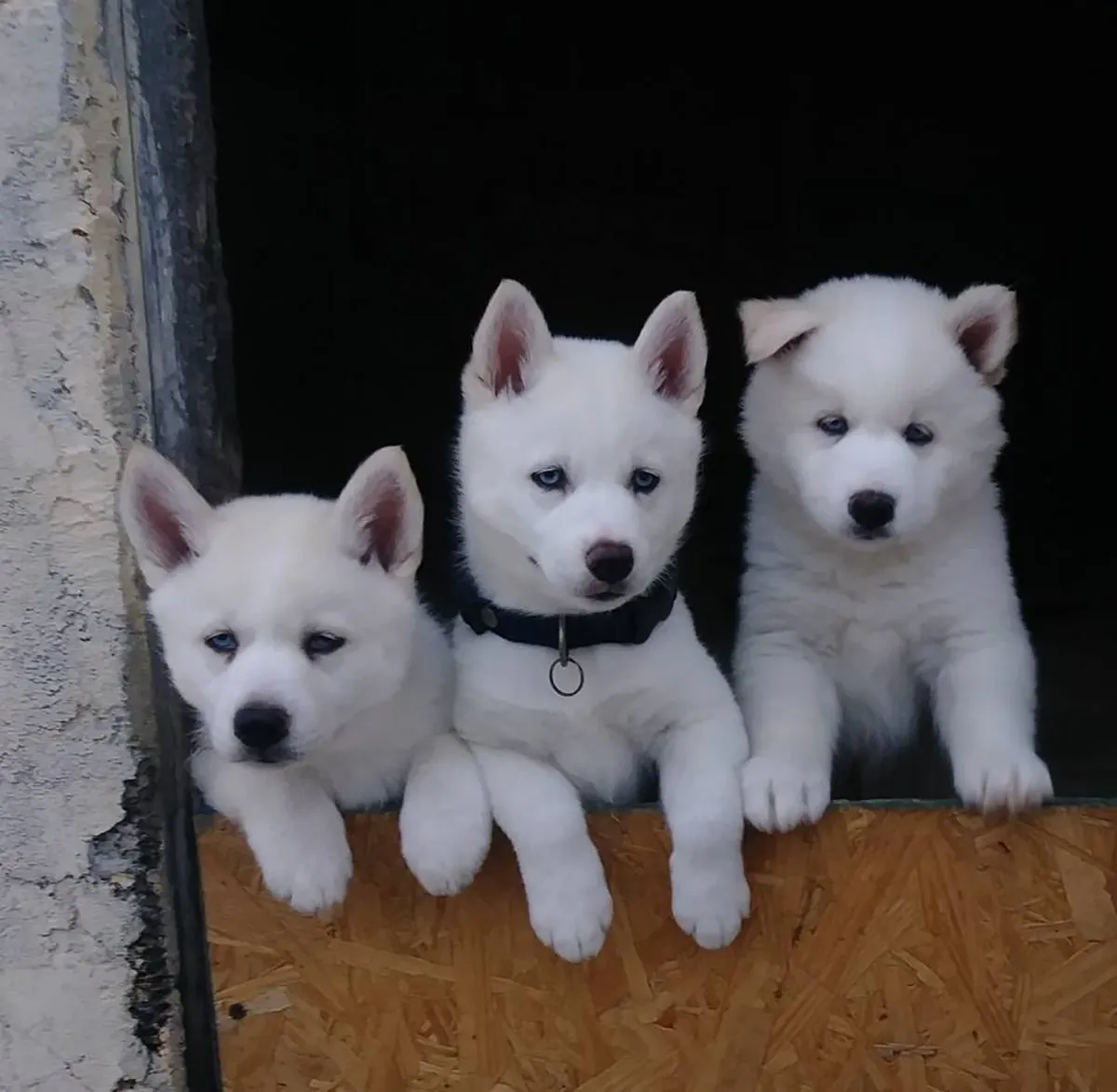HUSKY SIBERIAN PUPPIES