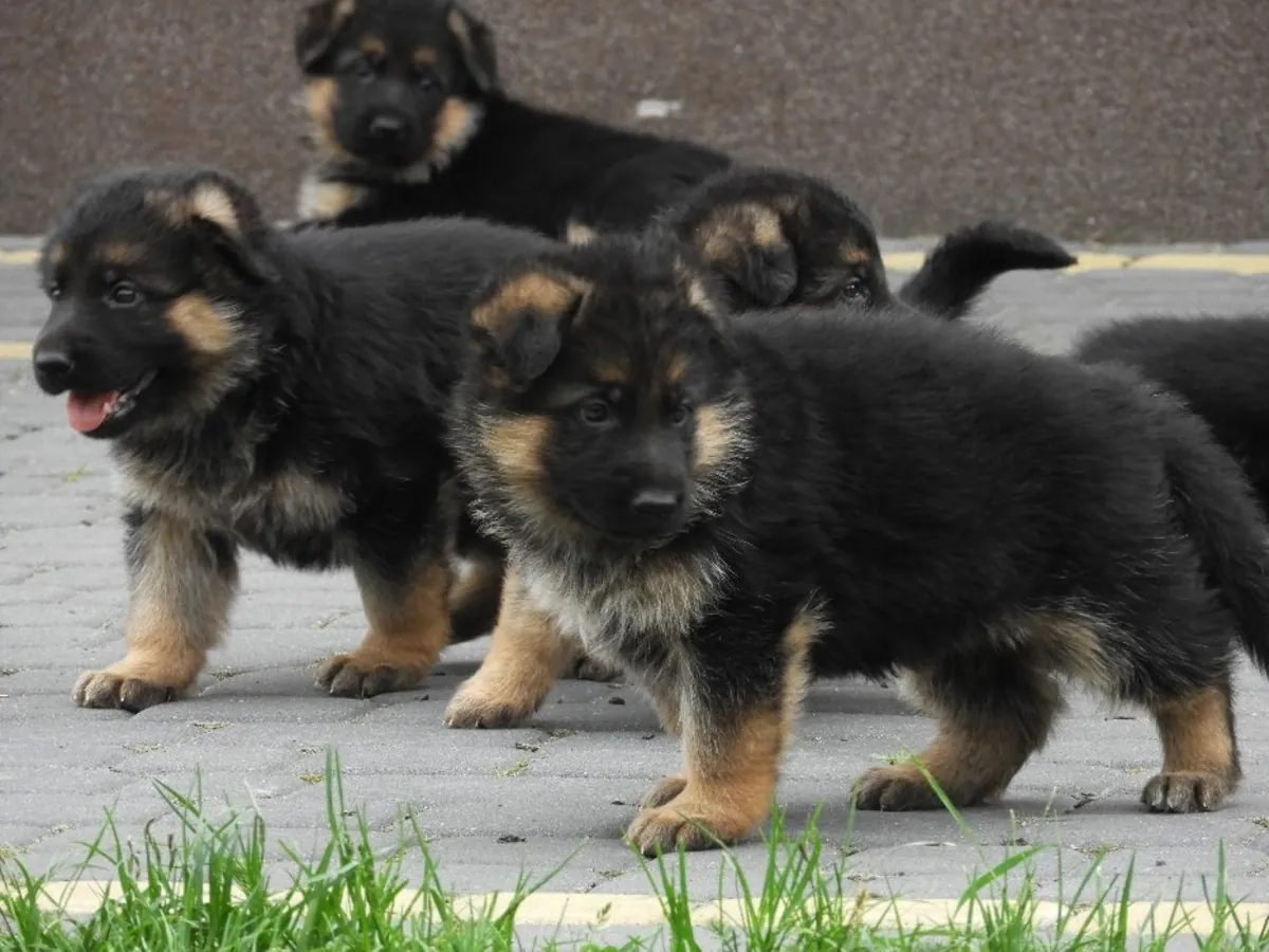 GERMAN SHEPHERD PUPPIES