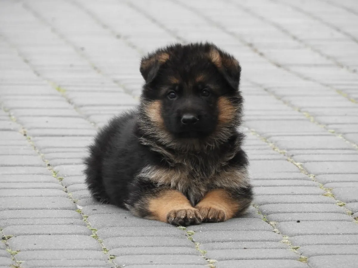 GERMAN SHEPHERD PUPPIES