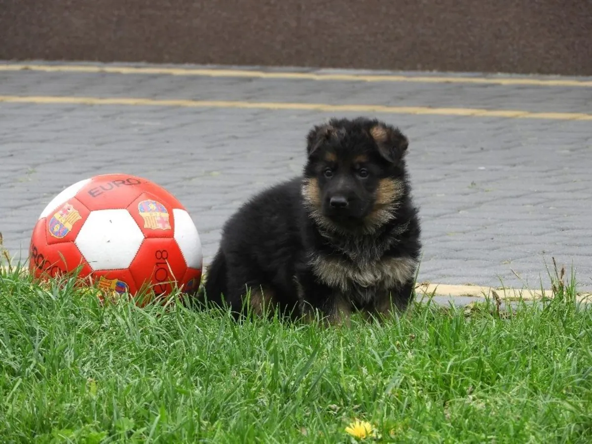 GERMAN SHEPHERD PUPPIES